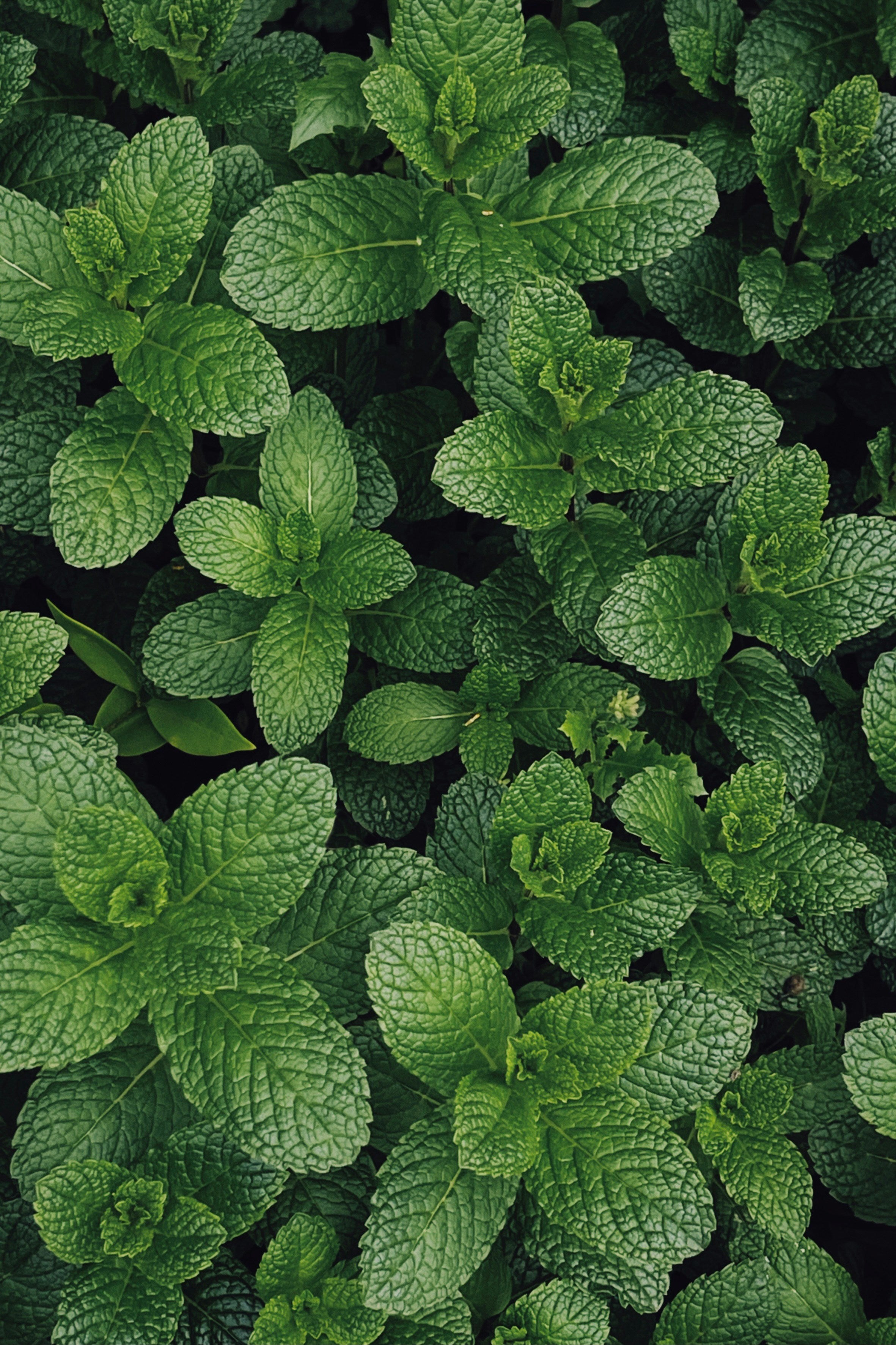 Natural creamy mint flavouring used in Flossy & Pure toothpaste